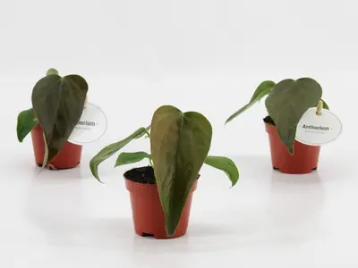 Anthurium 'Queen of Hearts' (Flamingoplant) 20cm - afbeelding 2