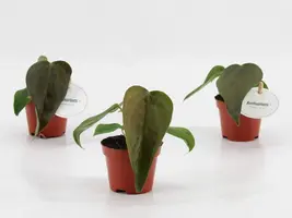 Anthurium 'Queen of Hearts' (Flamingoplant) 20cm - afbeelding 2