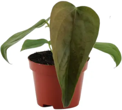 Anthurium 'Queen of Hearts' (Flamingoplant) 20cm - afbeelding 1