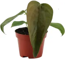 Anthurium 'Queen of Hearts' (Flamingoplant) 20cm - afbeelding 1