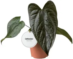 Anthurium 'Queen of Hearts' (Flamingoplant) 35cm - afbeelding 1