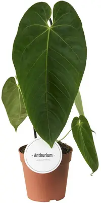 Anthurium queremalense (Flamingoplant) 45cm - afbeelding 1