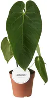 Anthurium queremalense (Flamingoplant) 45cm - afbeelding 1
