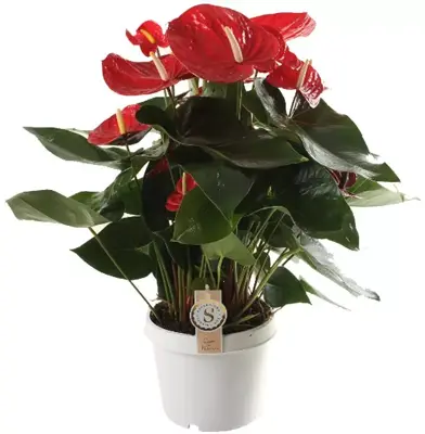 Anthurium red champ (Flamingoplant) 65cm - afbeelding 1