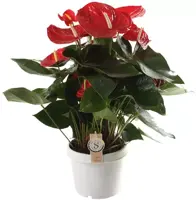 Anthurium red champ (Flamingoplant) 65cm - afbeelding 1