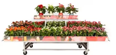 Anthurium red champ (Flamingoplant) 65cm - afbeelding 2