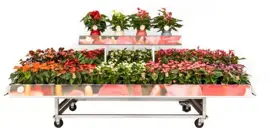 Anthurium red champ (Flamingoplant) 65cm - afbeelding 2