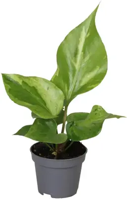 Anthurium 'Renaissance' (Flamingoplant) 12cm - afbeelding 1