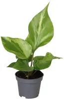 Anthurium 'Renaissance' (Flamingoplant) 12cm - afbeelding 1