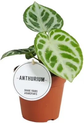 Anthurium 'Super Silver Blush' (Flamingoplant) 25cm - afbeelding 1