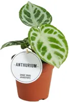Anthurium 'Super Silver Blush' (Flamingoplant) 25cm - afbeelding 1
