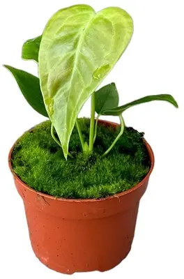 Anthurium veitchii (Flamingoplant) 15cm - afbeelding 1