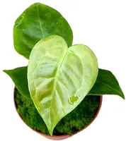 Anthurium veitchii (Flamingoplant) 15cm - afbeelding 2