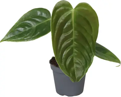 Anthurium Veitchii (Koningsanthurium) 12cm - afbeelding 1