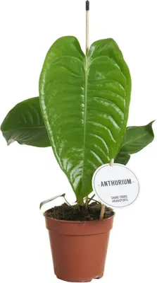 Anthurium veitchii (Koningsanthurium) 25cm - afbeelding 1
