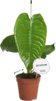 Anthurium veitchii (Koningsanthurium) 25cm - afbeelding 1