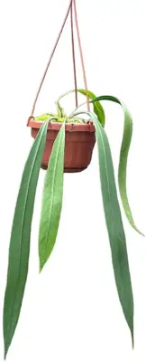 Anthurium 'Vittarifolium' (Flamingoplant) 25cm - afbeelding 1