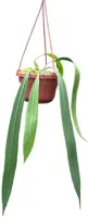 Anthurium 'Vittarifolium' (Flamingoplant) 25cm - afbeelding 1