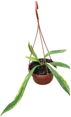 Anthurium 'vittarifolium' variegata 40cm - afbeelding 2