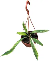 Anthurium 'vittarifolium' variegata 40cm - afbeelding 1