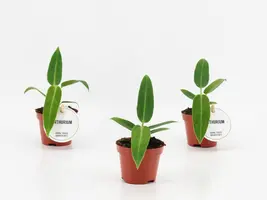 Anthurium Warocqueanum (Flamingoplant) 15cm - afbeelding 2
