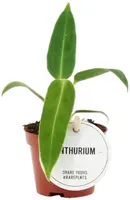 Anthurium Warocqueanum (Flamingoplant) 15cm - afbeelding 1