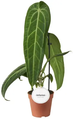 Anthurium Warocqueanum (Flamingoplant) 45cm - afbeelding 1