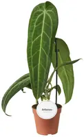 Anthurium Warocqueanum (Flamingoplant) 45cm - afbeelding 1