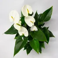 Anthurium 'White Compact' (Flamingoplant) 65cm - afbeelding 2