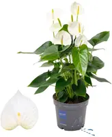 Anthurium 'White Compact' (Flamingoplant) 65cm - afbeelding 1