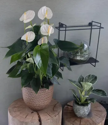 Anthurium 'White Compact' (Flamingoplant) 65cm - afbeelding 3