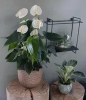 Anthurium 'White Compact' (Flamingoplant) 65cm - afbeelding 3