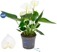 Anthurium 'White' (Flamingoplant) 30cm - afbeelding 1