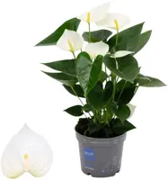 Anthurium 'White' (Flamingoplant) 45cm - afbeelding 1