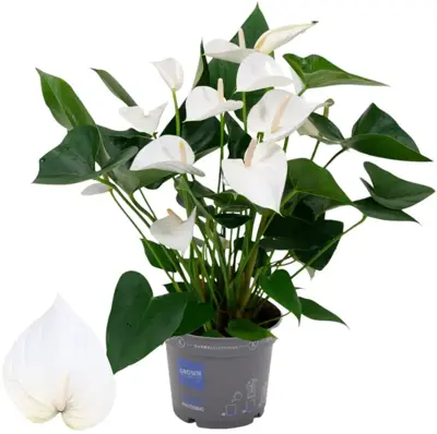 Anthurium 'White' (Flamingoplant) 65cm - afbeelding 1