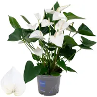 Anthurium 'White' (Flamingoplant) 65cm - afbeelding 1