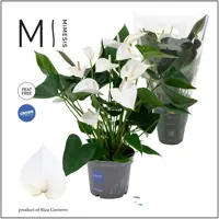Anthurium 'White' (Flamingoplant) 65cm - afbeelding 3
