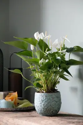 Anthurium 'White' (Flamingoplant) 65cm - afbeelding 2