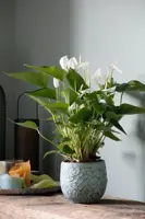 Anthurium 'White' (Flamingoplant) 65cm - afbeelding 2
