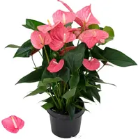 Anthurium x andreanum 'KARMA Maine' (Flamingoplant) 80cm - afbeelding 1