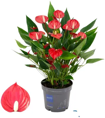 Anthurium x andreanum 'Million Flowers' (Flamingoplant) 47cm - afbeelding 1