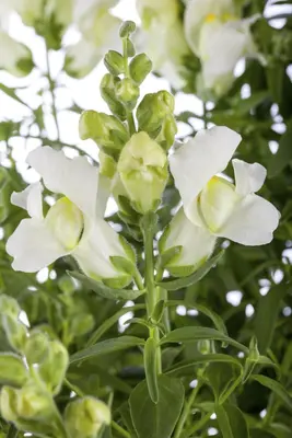 Antirrhinum majus, weiß (Antirrhinum) - afbeelding 1