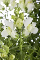 Antirrhinum majus, weiß (Antirrhinum) - afbeelding 1