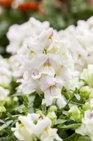 Antirrhinum majus, weiß (Antirrhinum) - afbeelding 2