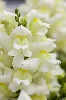 Antirrhinum majus, weiß (Antirrhinum) - afbeelding 3