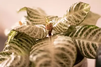 Aphelandra White Wash (Zebraplant) 30cm - afbeelding 2