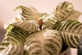 Aphelandra White Wash (Zebraplant) 30cm - afbeelding 2