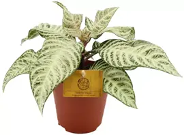 Aphelandra White Wash (Zebraplant) 30cm - afbeelding 1