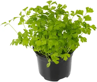 Apium graveolens (Selderij) 15cm - afbeelding 2