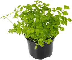Apium graveolens (Selderij) 15cm - afbeelding 2
